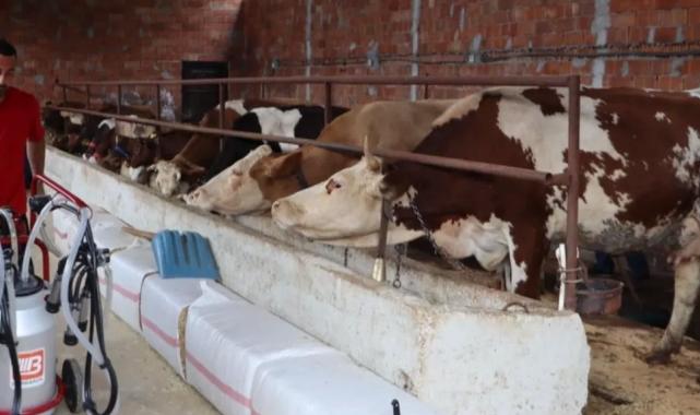 Ordu’da sütün değeri artıyor üreticinin yüzü gülüyor