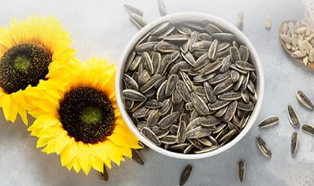 PAN-PA siyah çekirdek alımlarına başladı