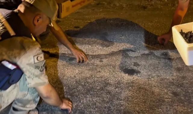 Samandağ’da yavru ‘caretta caretta’lar Jandarma eliyle denize ulaştı