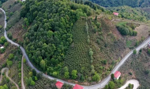 Ünye Pelitliyatak’ta mutlu son!