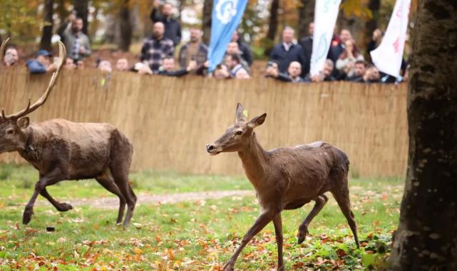 22 kızıl geyik Samanlı Dağları’nda