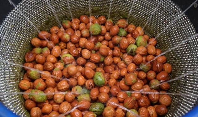 Antalya Büyükşehir’den ceviz üreticisine makine desteği