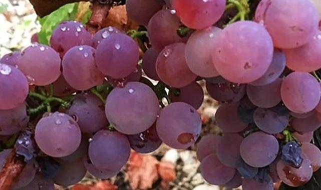 Antalya Finike Yazır’da üzüm zamanı