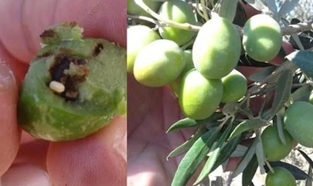 Bursa Mudanya’da zeytin üreticilerine takoz uyarısı