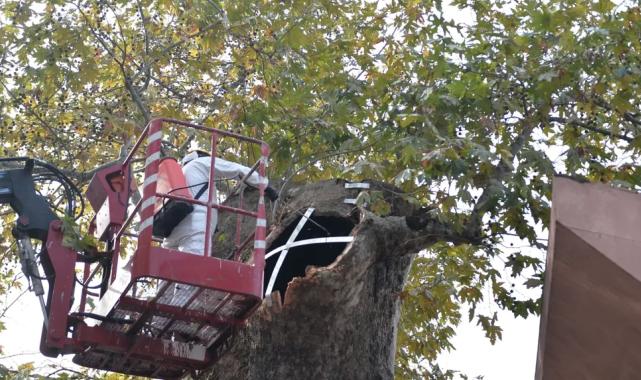 Bursa’da asırlık çınara koruma