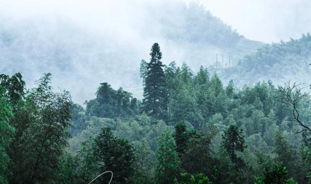 Cumhurbaşkanı Erdoğan’dan ‘Yeşil Vatan Seferberliği’ çağrısı