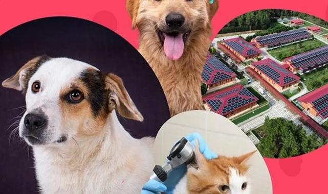 İstanbul Vakfı’ndan can dostlara destek çağrısı