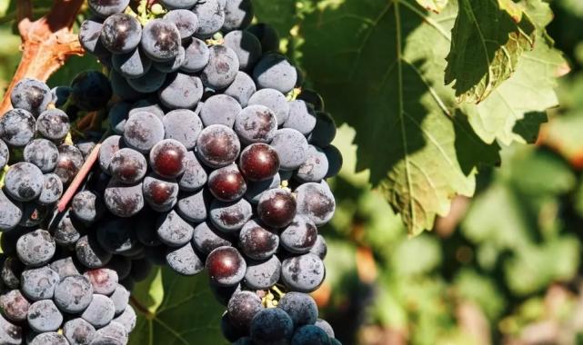 İzmir’in bağcılık mirası Avrupa’ya açılıyor!