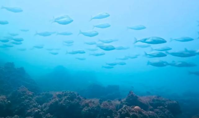 İzmit Körfezi’nde muhteşem değişim… Körfez yeniden can buldu