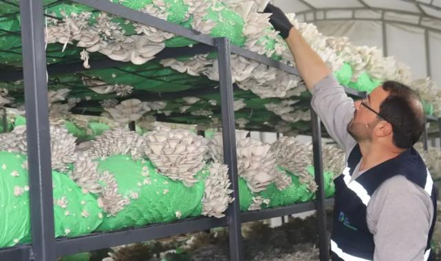 İzmit’ten 2,5 tonluk istiridye mantarı hasadı