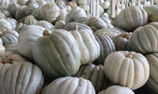 Kocaeli İzmit’te 8 tonluk yerli bal kabağı hasadı