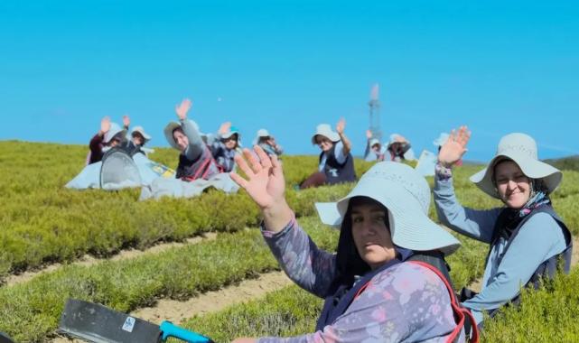 Kocaeli’de 1.140 dekarlık alanda biberiye zamanı