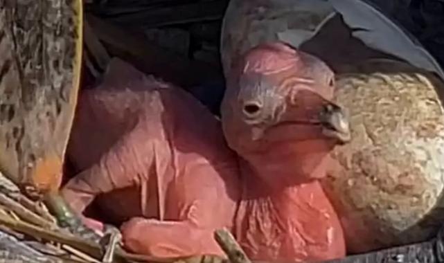 Manyas Kuş Cenneti’nde yeni hayat! Tepeli Pelikan yavruları yumurtadan çıktı