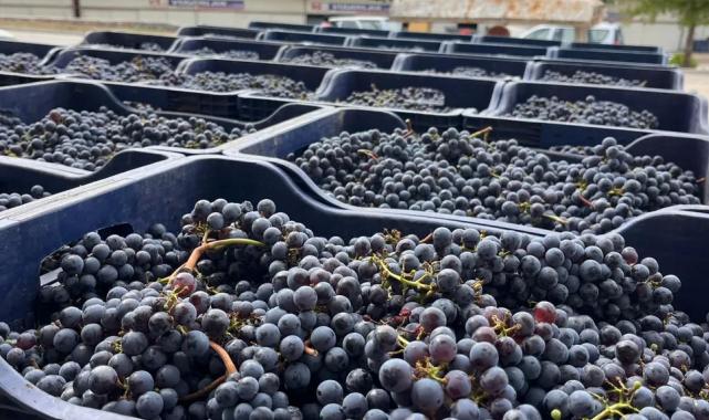 Muğla Büyükşehir’den bağcılığa modern dokunuş