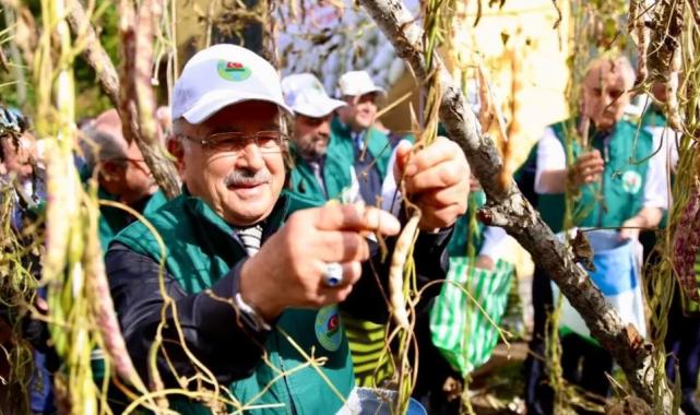 Ordu’da Akkuş fasulyesi markalaşıyor, hasat başladı