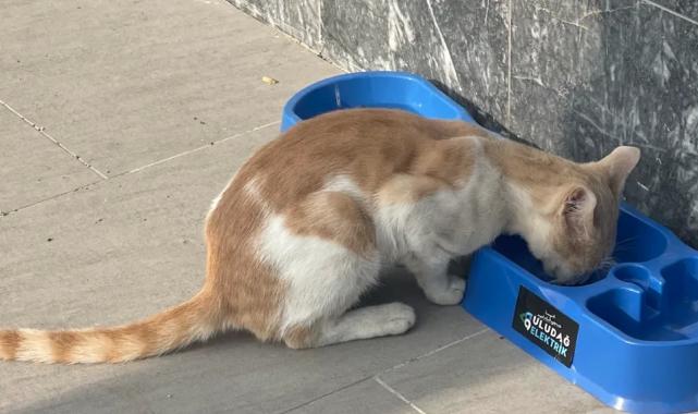 Uludağ Elektrik’in projesi sokak hayvanlarına umut oluyor