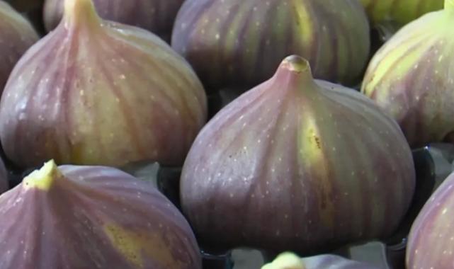 UYMSİB: Bursa siyah inciri ihracatında zor yıl