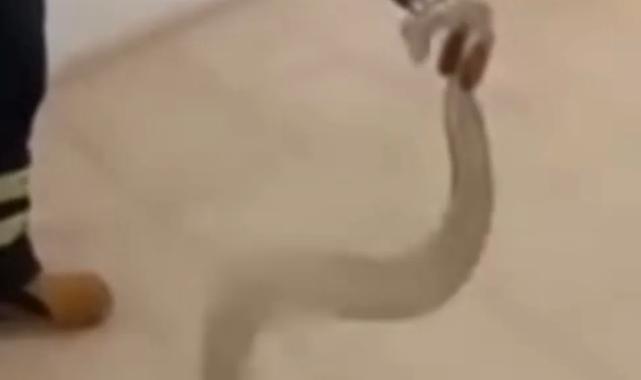 Adıyaman’da cami lavabosunda zehirli yılan paniği