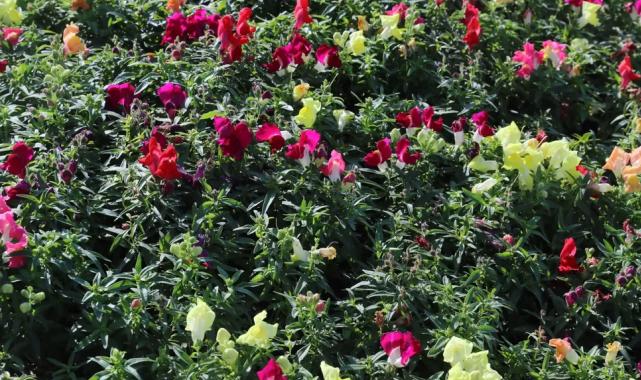 Antalya’da kışlık çiçeklerle rengarenk kent silüeti