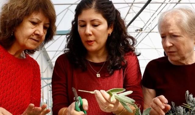 Antalya’da ‘Tıbbi ve Aromatik Bitki Yetiştiriciliği’ kursu ilgi görüyor