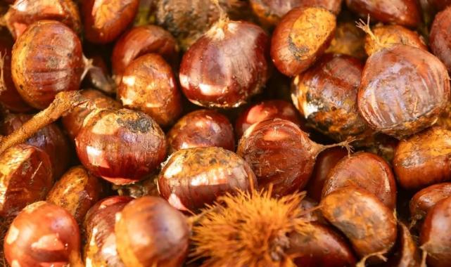 Başkan Tugay Beydağ’da kestane üreticileriyle buluştu