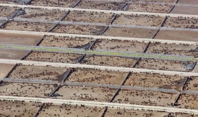 Endüstriyel hayvancılık küresel iklim hedeflerini tehdit ediyor