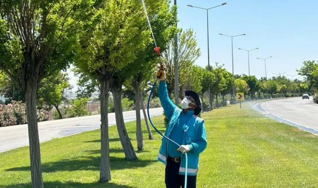 Gaziantep’te yoğun ilaçlama seferberliği