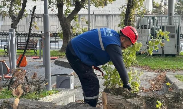 İstanbul Bakırköy’de teke böceğine karşı etkin mücadele