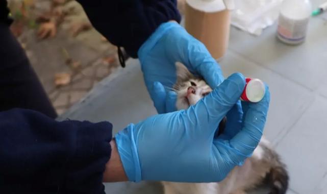 İstanbul’da hayvanlara yerinde tedavi