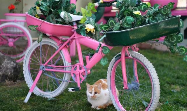 Kayseri Büyükşehir’den sokak kedilerine sıcacık yuva