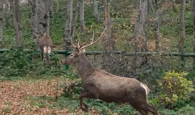 Kocaeli’de 8 kızıl geyik daha Kuzuyayla’ya salındı
