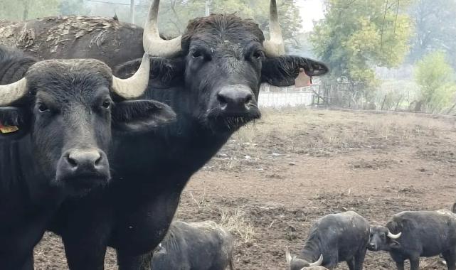 Kocaeli’de manda desteğiyle verim arttı