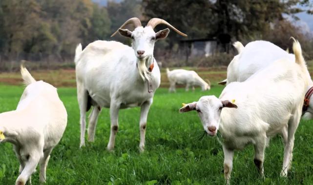 Kocaeli’de süt otu desteği meraları yeşertti