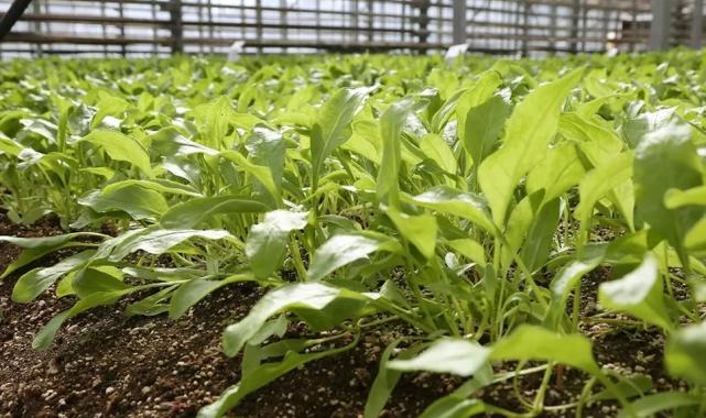 Konya Şeker pancar testlerinde dünya liginde!