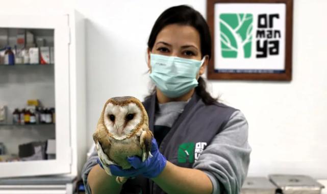 Ormanya yaban hayvanlarına umut oluyor