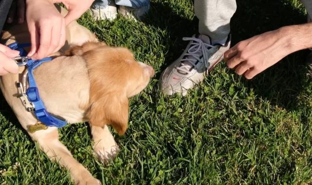 “Pati İzi” sokak hayvanlarına umut oluyor