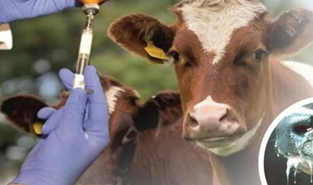 Şap hastalığı kontrol altında!