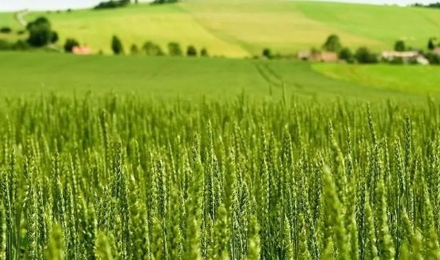 Tarım-ÜFE yıllık yüzde 45,40 arttı! Tek yıllık bitkisel ürünlerde sert fiyat artışı