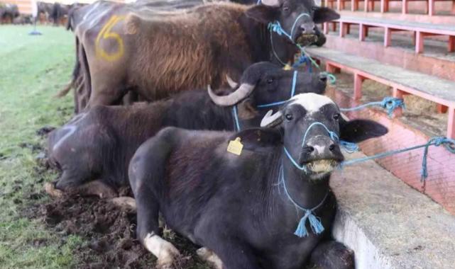 Yok oluyordu, şimdi hayat buluyor!