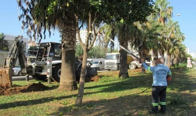 Adana Büyükşehir’den ağaç nakli