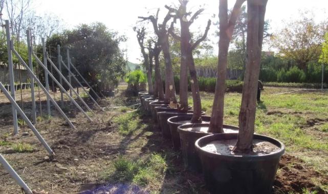 Adana’da kavşak çalışmalarında ağaçlara hassas dokunuş