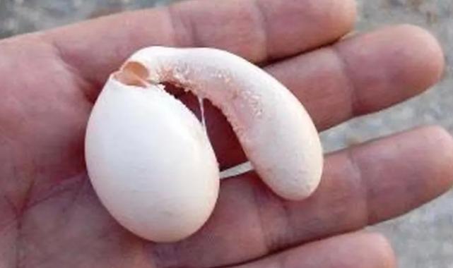 Adıyaman’da tavuğun yumurtası şaşırttı!