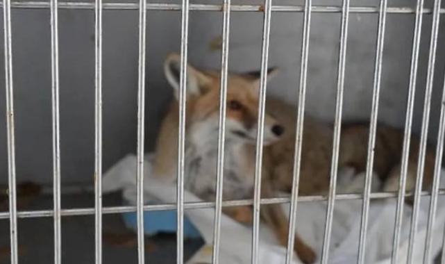 Adıyaman’da yaralı tilki doğaya kavuştu