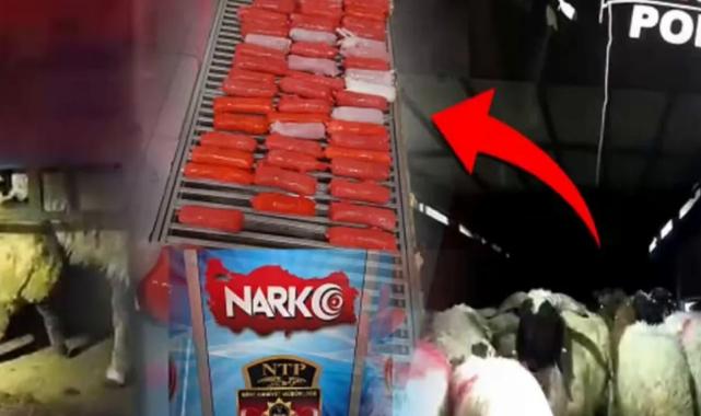 Bunu da yaptılar! Küçükbaş hayvanların karın boşluklarına zulaladılar!