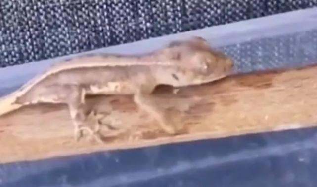 Burdur’da yasaklı yaban hayvanları ele geçirildi