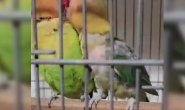 Çanakkale Biga’da belgesiz papağan operasyonu: 9 kuş yakalandı