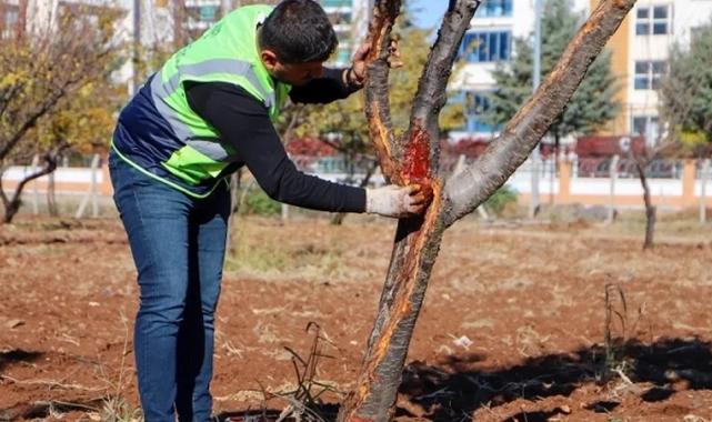 DBB özel yöntemlerle ağaçları tedavi ediyor