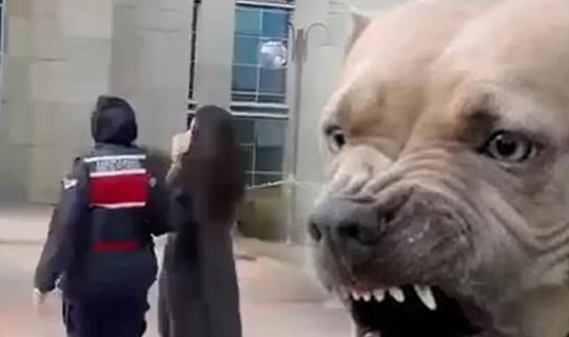 Etimesgut’ta pitbull dehşetinde yeni gelişme… Köpek sahibi tutuklandı!