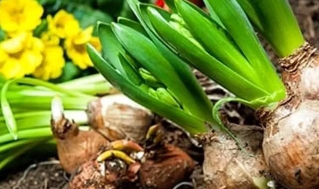 İşte 2026 yılı doğal çiçek soğanlarının ihracat listesi