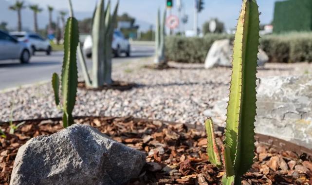 İzmir’in çehresi su tasarruflu bitkilerle güzelleşiyor